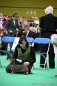 Crufts2011_2 964